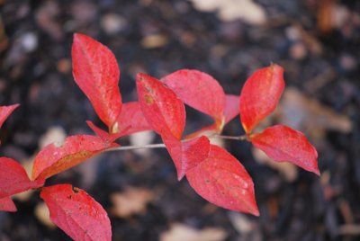 Stewartia pseudocamellia 'koreana' - stewartie kaméliovitá - listy podzim